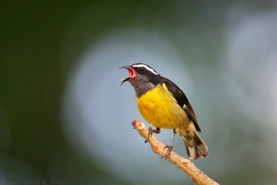 Birds in the Dominican Republic