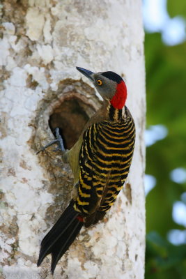 Hispaniolan Woodpecker <i>Melanerpes striatus</i>