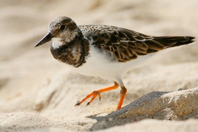 Ruddy Turnstone Arenaria interpres