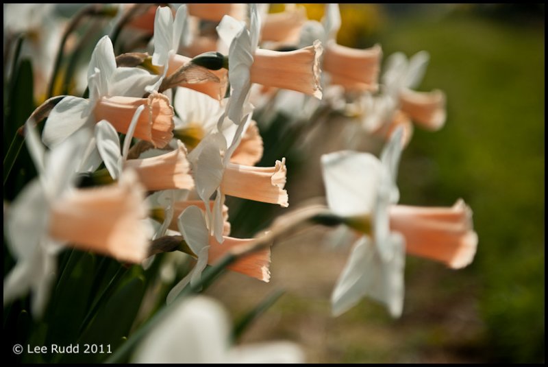 Daffodil Study 4