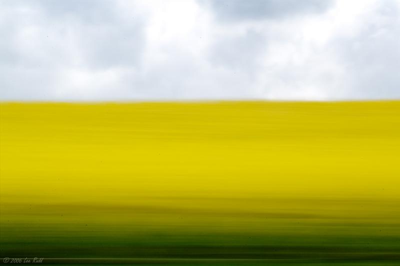 Oilseed