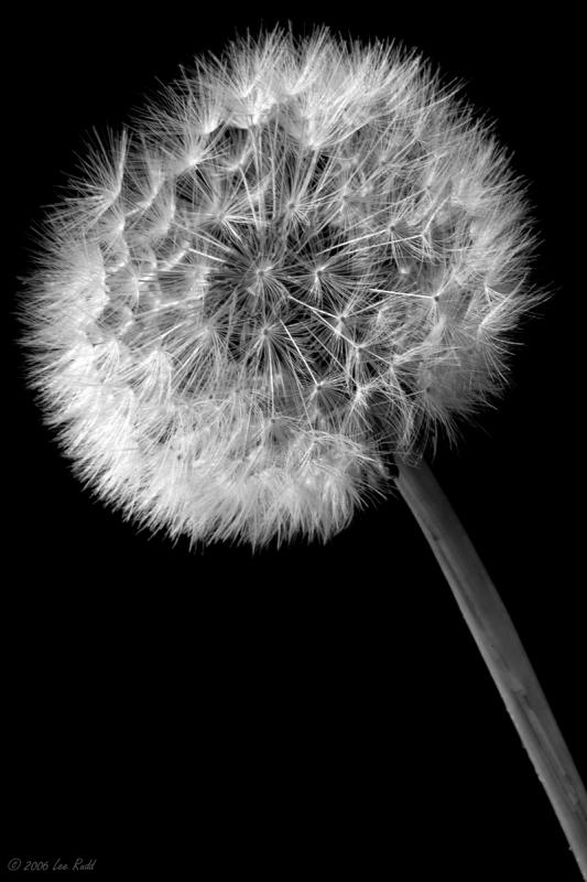 Gone to Seed