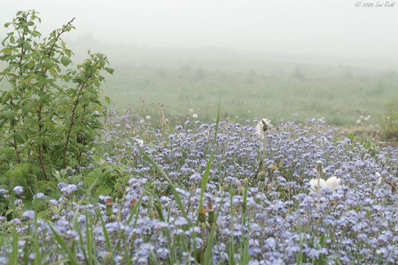 Morning Mist