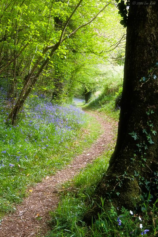Bluebell Walk