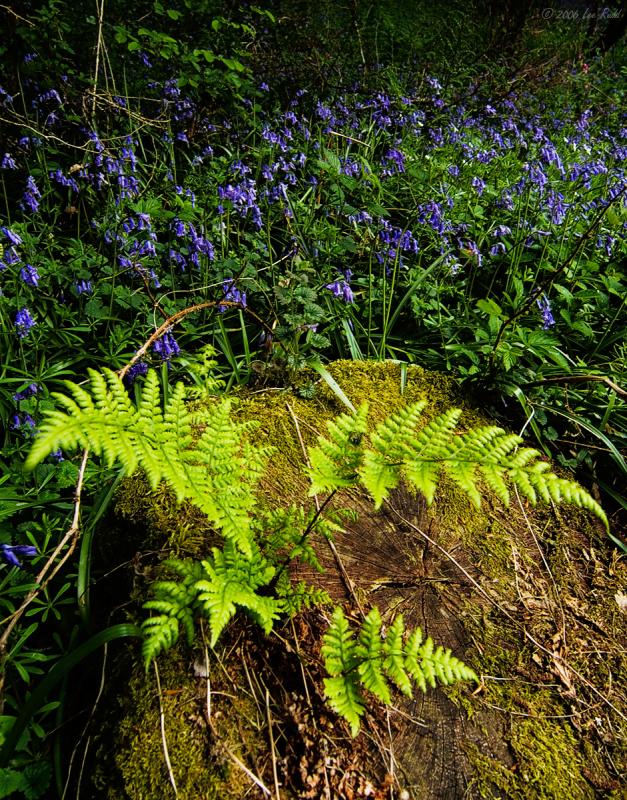 Bluebells and Fern