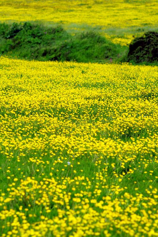 Buttercup!