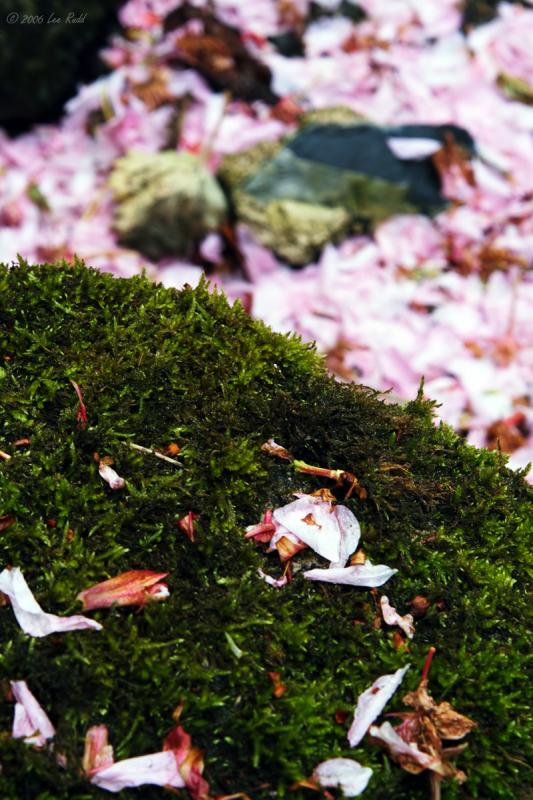 Blossom and Moss