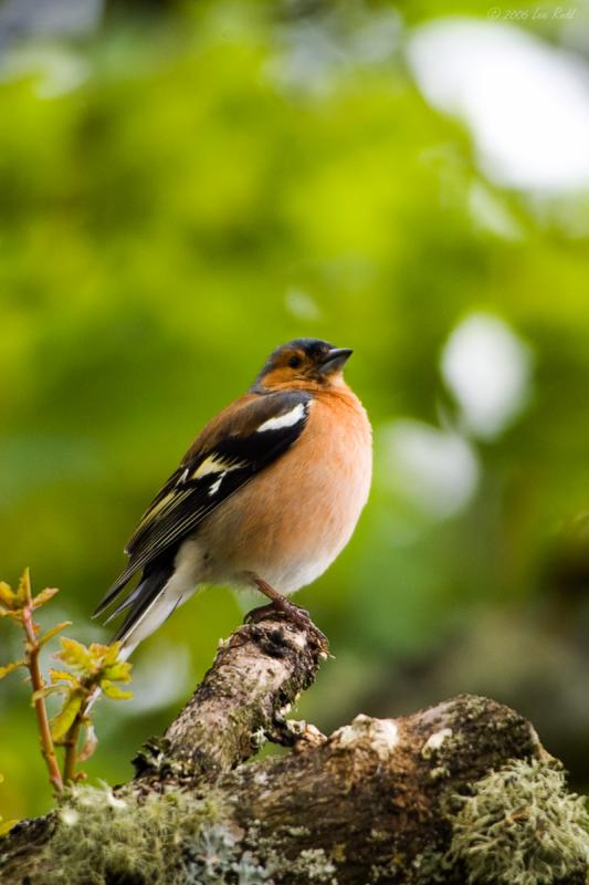 Chaffinch sitting proud