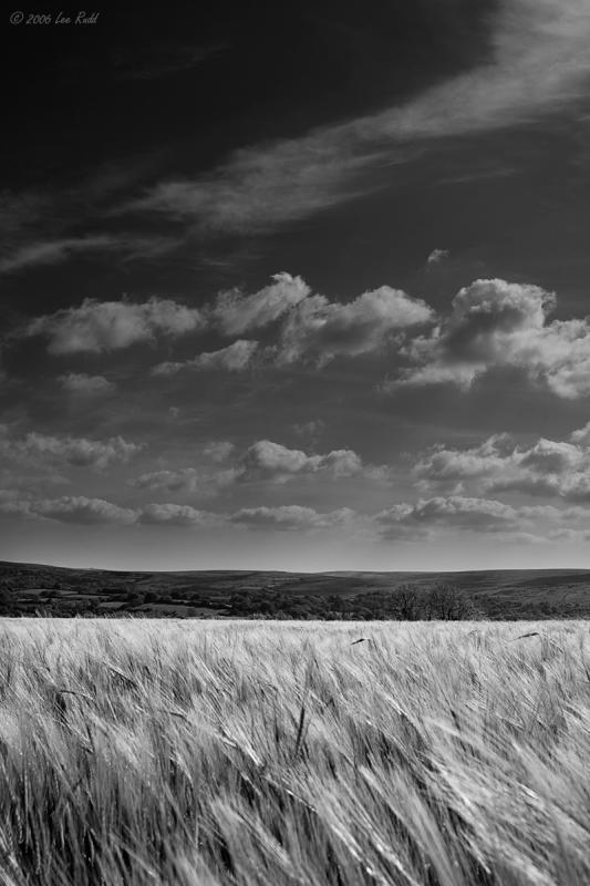 Field of Dreams