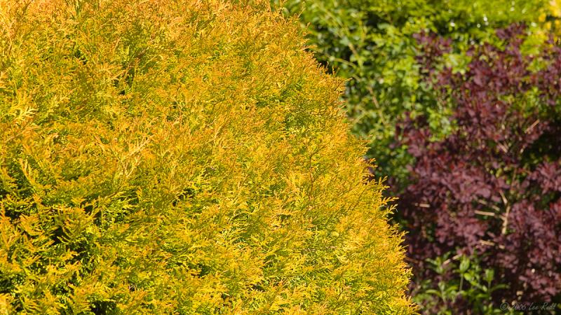 Burning Bush
