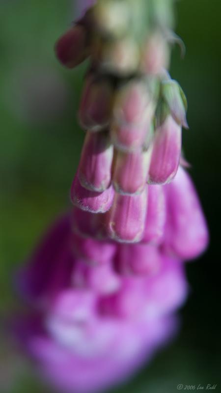 Digitalis Purpurea