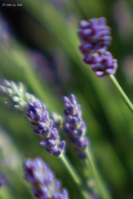 Scented