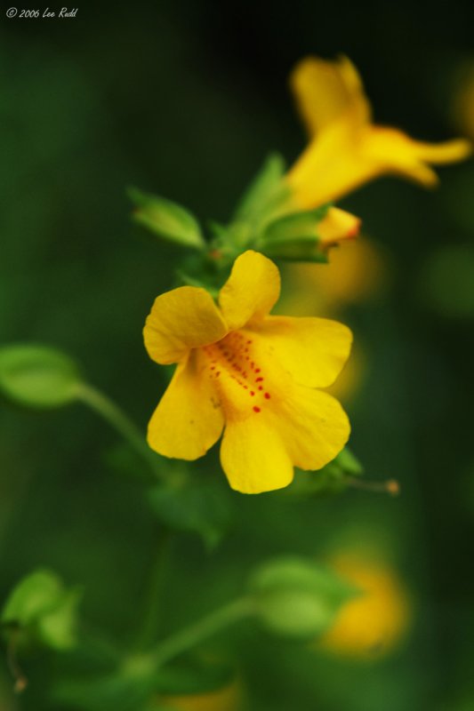 Bog Flower