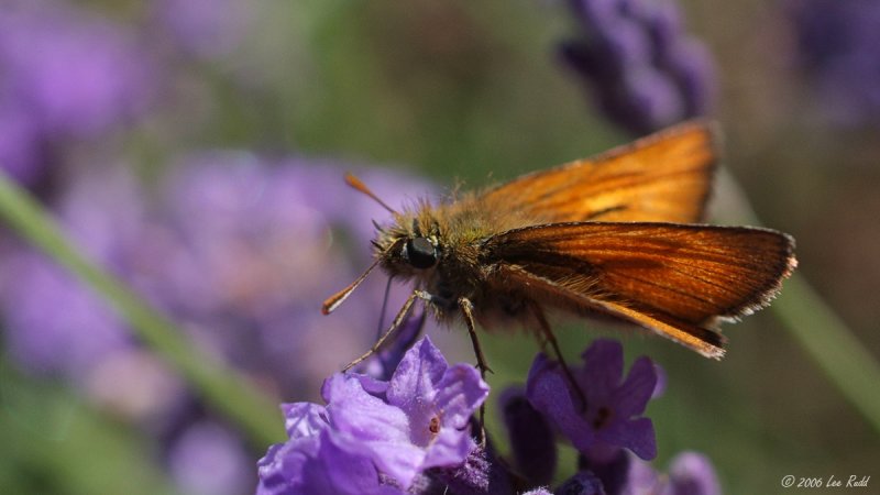 Moth and Lavender