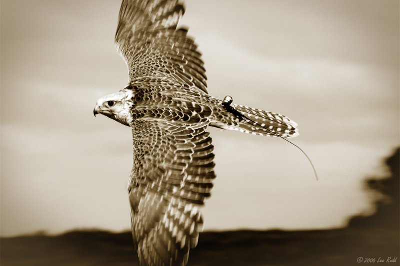 Gyrfalcon revisited