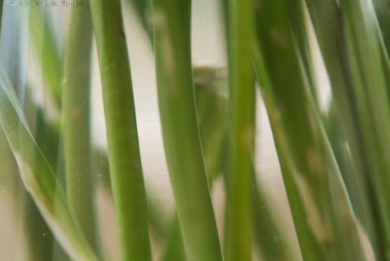 Green shoots