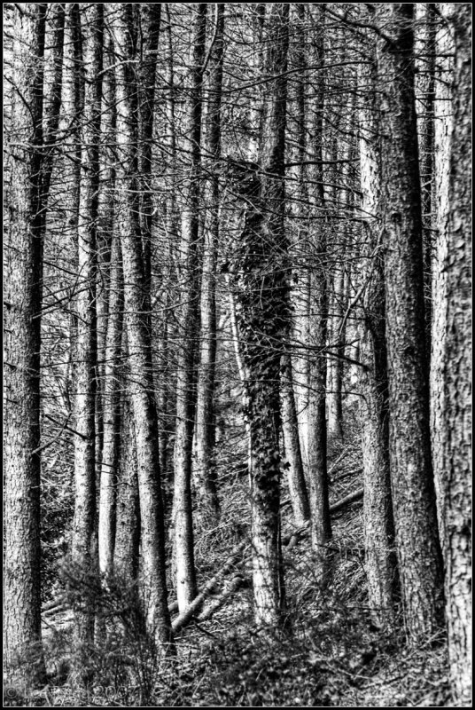 Woodland