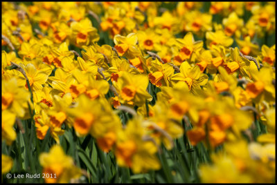 Daffodil Study 1
