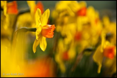 Daffodil Study 5