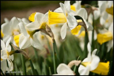 Daffodil Study 6