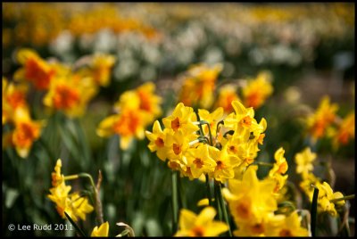 Daffodil Study 7