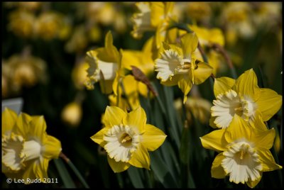 Daffodil Study 8
