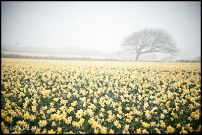 Daffodils in the mist