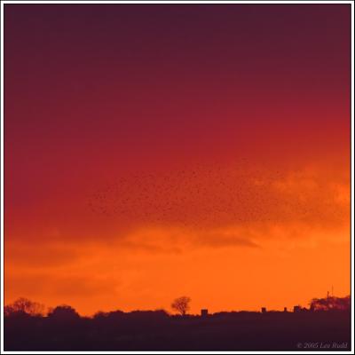 Starlings at Sunset