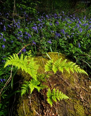 Bluebells and Fern