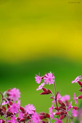 Pink Campion and Buttercup