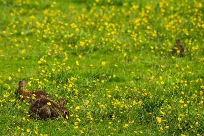 Bunnies and Buttercups