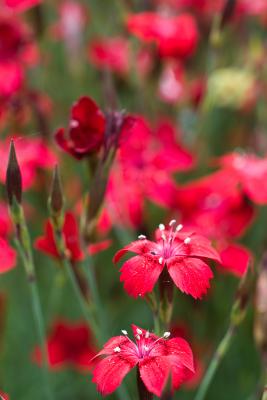 March of the Dianthus