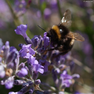 The Pollinator