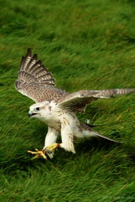 Falcon is landing!