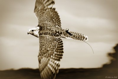 Gyrfalcon revisited