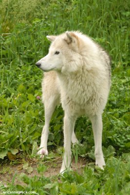 Gray wolf