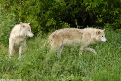 Gray wolf