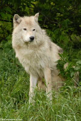 Gray wolf