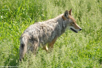 Coyotte