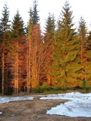 Drzewa w blasku wschodzącego słońca(IMG_2589.JPG)