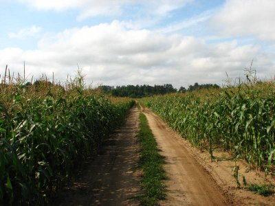 Przez pole kukurydzy(IMG_3350.JPG)