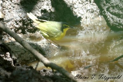 Kentucky Warbler