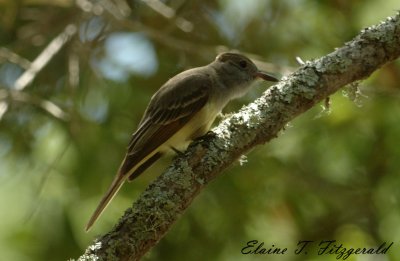 Great Crested Flycatcher