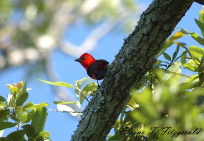 Scarlet Tanager