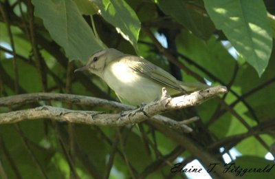 Black-whiskered Vireo