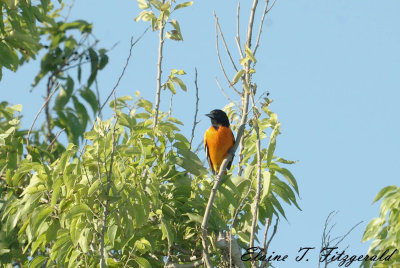 2011 Grand Isle Spring Migration