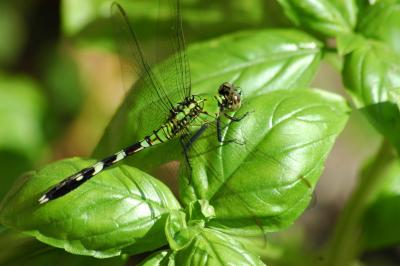 Dragonfly on Basil