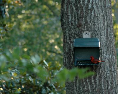 Cardinal