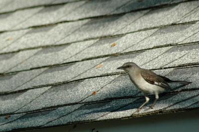 Mocking Bird? on the Roof