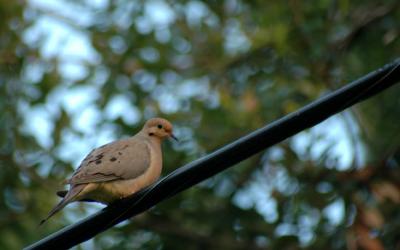 Shy Dove in the Evening Light